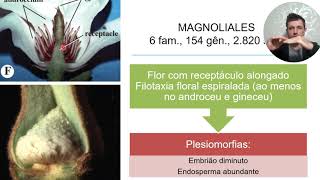 Magnoliidea  Clado Magnolídeas  parte 1 Magnoliaceae e Myristicaceae [upl. by Adelpho546]