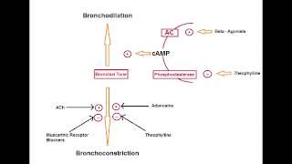 Asthma Drugs  B2 Agonists Albuterol salmeterol amp formoterol [upl. by Idyh83]