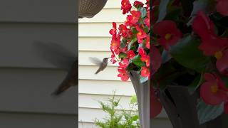 A hummingbird enjoying my garden ❤️ hummingbird gardentour hummingbirds beebalm birdfeeder [upl. by Narhet]