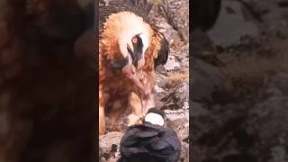 Bearded Vulture factshorts trendingmustafabearded birdslover animaldocumentaryfact wildlife [upl. by Delinda]