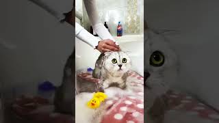 sonyakisa8 3788 1894 cat shorts cat catvideos [upl. by Pansy500]