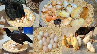 Young hen hatching eggs to chicks first time  Harvesting Eggs to chicks  Nine chicks hatched [upl. by Naasar]