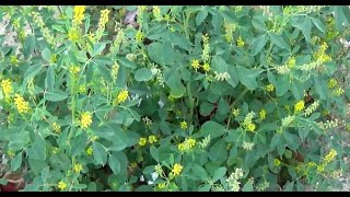 الحندقوق الطبي او اكليل الملك Melilotus officinalis [upl. by Aicekan]