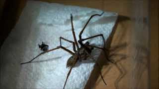 Giant House Spider Handling UK [upl. by Samford868]