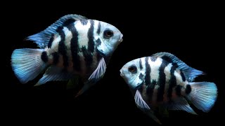 3 Minutes Cichlid Fish Breeding  Blue Parrot Fish Breeding [upl. by Cristen]