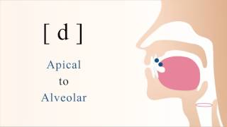 d  voiced unaspirated apical alveolar stop [upl. by Kra]