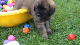 Leonberger Welpen quotvon Schloß Bärenburgquot 7Woche [upl. by Nemhauser293]