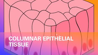 Epithelial Tissue Columnar Epithelial Tissue  Tissue  Class 9 Biology [upl. by Ahs]