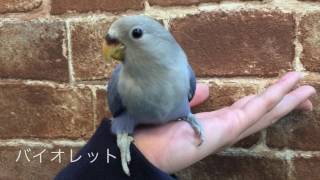 立川 コザクラインコ 手乗り 甘ったれ ヒナ上がり [upl. by Yroger]