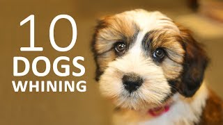 DOGS WHINING and Crying Sound Effect  Show this to your Dog and See What Happens HD [upl. by Skolnik150]