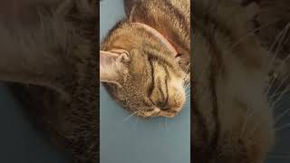 Regarde mon chat de compagnie entrain de dormir [upl. by Ettenel280]