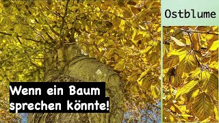 Wenn ein Baum sprechen könnte [upl. by Quar]