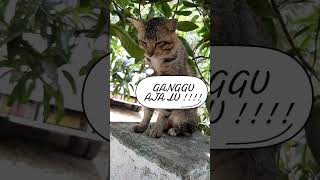 quotKUCING GARONGquot [upl. by Margette]