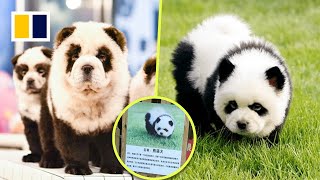 ‘Panda dogs’ draw large crowds to Chinese zoo [upl. by Lindeberg]