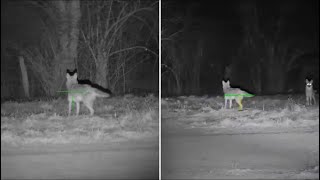 ATN Xsight 4K PRO 5x20 VS 3x14 Field of view Coyote cannon IR  75 yards [upl. by Edny]