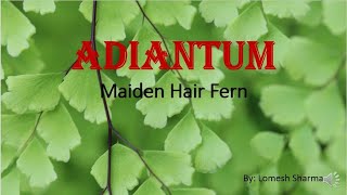 Adiantum External Features Internal Structures Reproduction and Life Cycle [upl. by Onil]