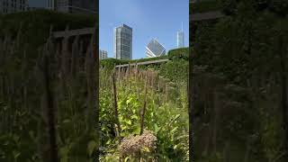 Let’s Check In On Lurie Garden at Millennium Park in Chicago IL [upl. by Orhtej974]