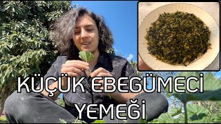 Küçük Ebegümeci Yemeği Kömeç  Malva neglecta [upl. by Epul227]