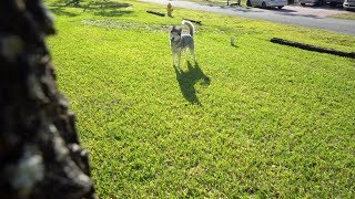 Husky Realizes Owner Isnt Behind Him Anymore [upl. by Bartlett438]