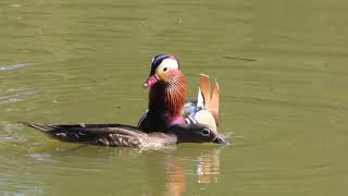 Mandarin Ducks mating at Brandon Country park [upl. by Etnor]