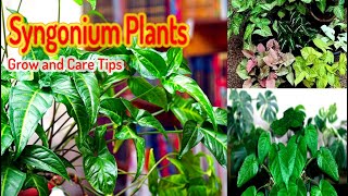 How to care syngonium plant in winter [upl. by Refynnej]