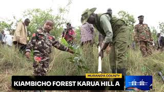 National Tree Planting Kiambicho Forest Karua Hill A Muranga County [upl. by Corrianne647]