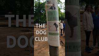 Best place to chill in Bangalore Dog Park at Lalbagh on Sunday dogfights pets dog pitbull pug [upl. by Selie975]