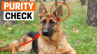 How to Identify a Pure German Shepherd Puppy [upl. by Irej]