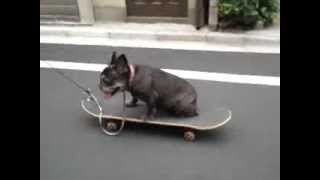 French Bulldog Skateboarding [upl. by Sladen586]