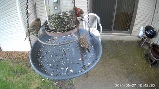 20240527  House Finches and Chipping Sparrows filling up on a mostly rainy day [upl. by Elspeth]