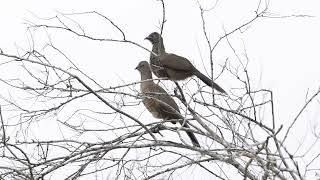 Plain Chachalaca at Bentsen Rio Grande Valley SP Texas Apr 2024 [upl. by Perrin]