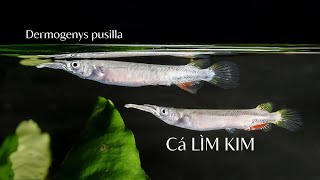 Câu chuyện về cá Lìm Kim  Dermogenys pusilla [upl. by Sheela677]