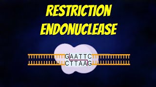 Restriction Endonuclease Animation Types  Mechanism  Nomenclature [upl. by Balthasar]