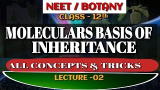 Molecular basis of inheritanceDeoxyribonucleotidestructure of DNAChargaff RuleDr Mritunjay sir [upl. by Anirtik]