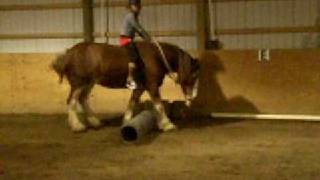 Amazing Jumping Clydesdale Mare [upl. by Nonohcle]