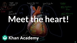 Meet the heart  Circulatory system physiology  NCLEXRN  Khan Academy [upl. by Daron]