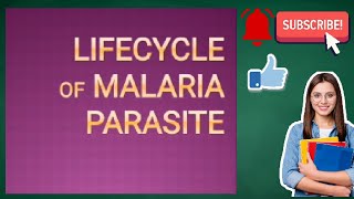 Life cycle of Malaria Parasite Life cycle of Plasmodium [upl. by Hermia]