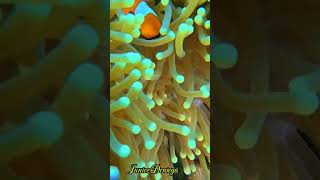 clownanemonefishamphiprionocellarisshortsscubavideographymoalboalcebu🇵🇭 [upl. by Damour]