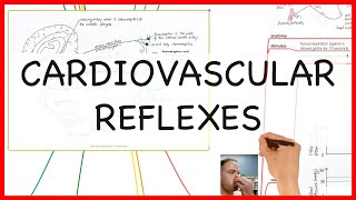 CARDIOVASCULAR REFLEXES PHYSIOLOGY SERIES [upl. by Virge]