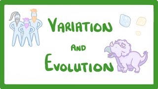 GCSE Biology  Variation and Evolution 68 [upl. by Hamner]