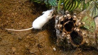 Large brutal tarantula kills mouse Acanthoscurria geniculata [upl. by Stafani230]