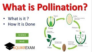 What is Pollination  Hindi  Science  Quikr Exam [upl. by Main]