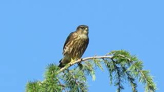 083024 Black Merlin Falcon Hunt Kent Wa 0492162 [upl. by Peppel]