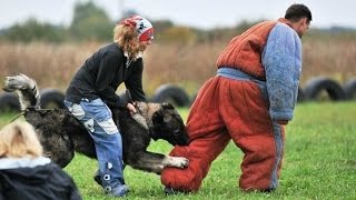 Caucasian Shepherd Ataman  Chempion on Security [upl. by Niwri593]