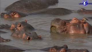 Documentaire HD exclusif quotLAfrique des Hippopotamesquot 2023 [upl. by Naerol]