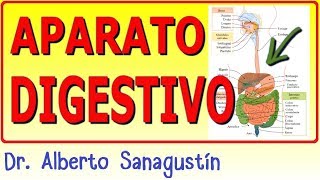 SISTEMA DIGESTIVO ✅ anatomía y fisiología [upl. by Ahsiatal221]