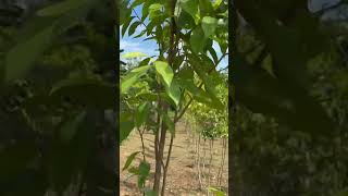 Aquilaria tree farming in Vietnam [upl. by Anomor]