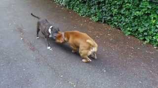 Rednose Pitbull fighting Staffie Cecilia [upl. by Mushro49]