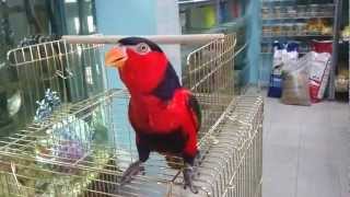 Dancing Lory parrot  קוקי המתוק תוכי לורי רוקד [upl. by Rurik]