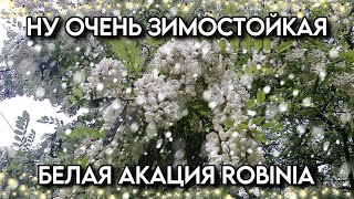 Белая акация морозостойкая Robinia pseudoacacia Саженцы семена в наличии [upl. by Samal496]